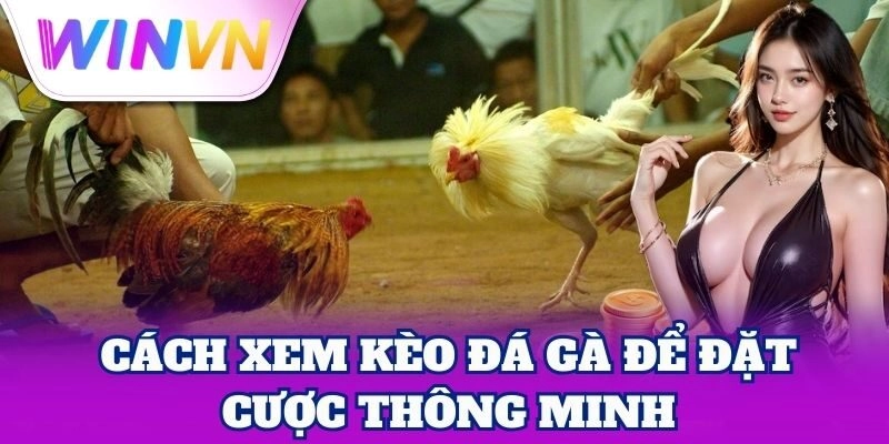 Cách Xem Kèo Đá Gà – Mẹo Nhận Biết Kèo Thơm Chuẩn Đét 2 Cách Xem Kèo Đá Gà để đặt cược thông minh