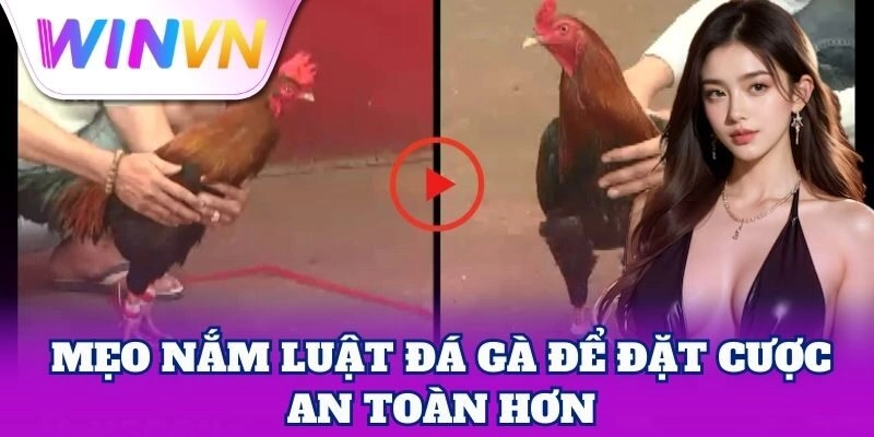Luật Đá Gà - Điều Kiện Tham Gia Và Cách Phân Thắng Thua 3 Mẹo nắm Luật Đá Gà để đặt cược an toàn hơn